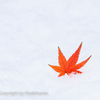 雪モミジ　①　20221224 