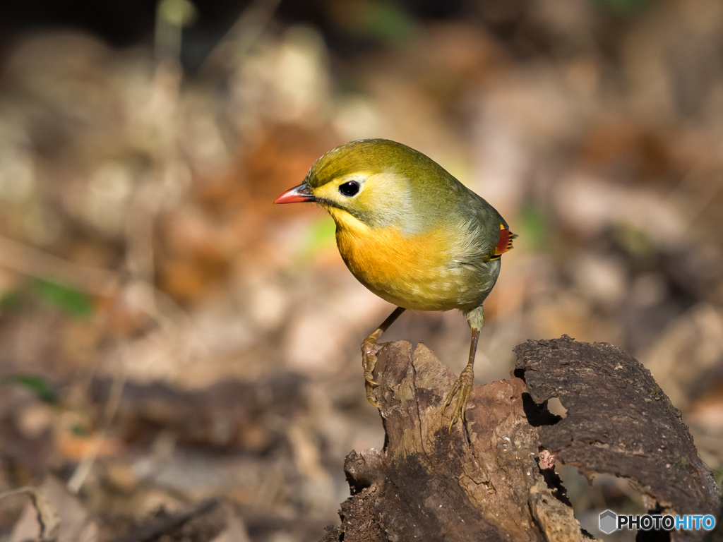 ソウシチョウ　①　201223
