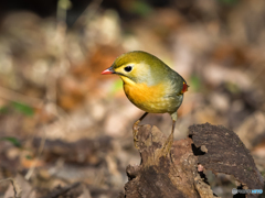 ソウシチョウ　①　201223