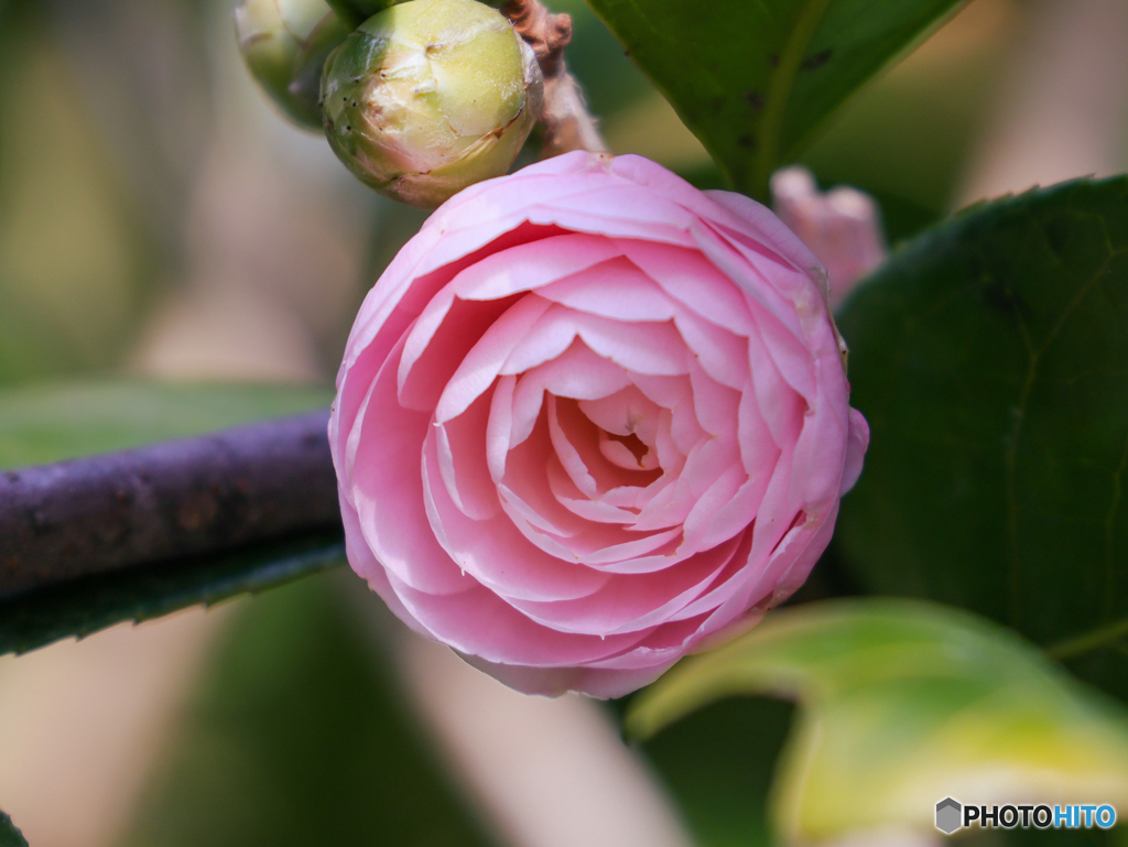 お写んぽ　③　210211 
