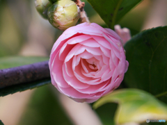 お写んぽ　③　210211 