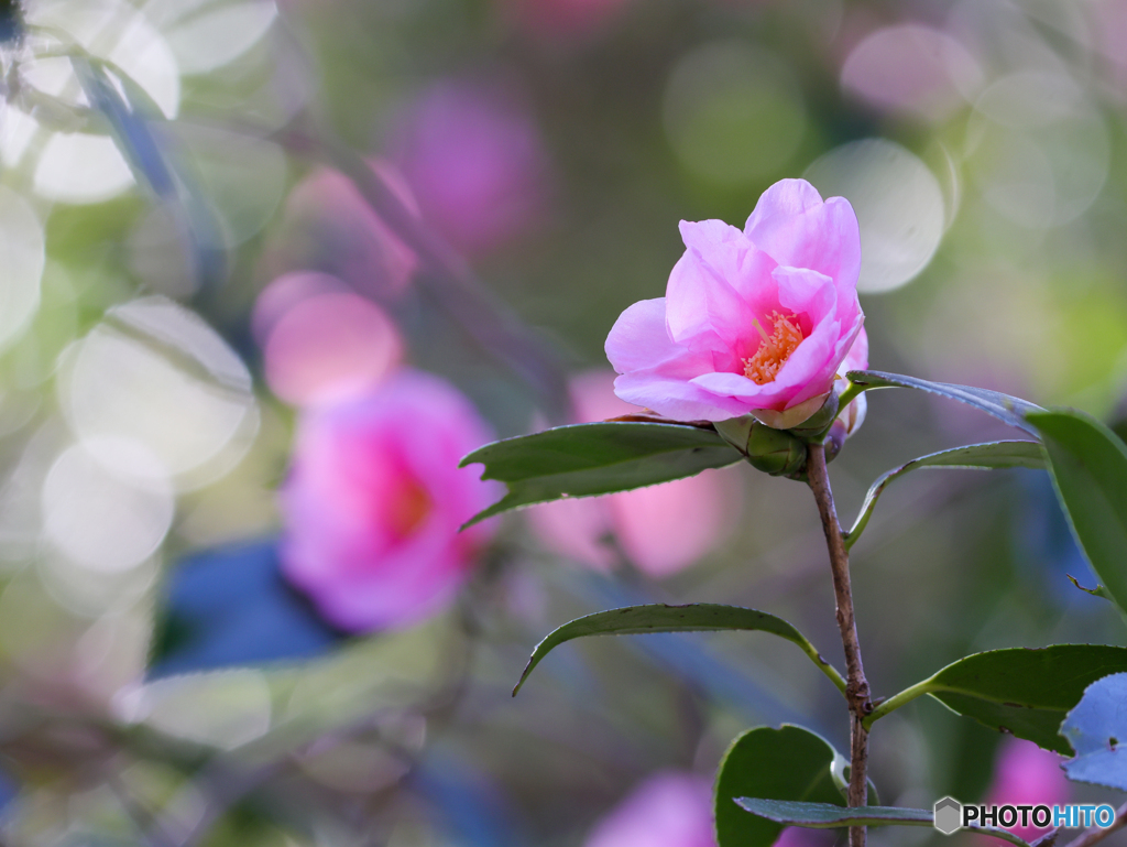 お写んぽ　④　210211 