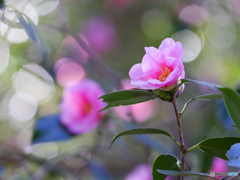 お写んぽ　④　210211 