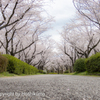 SAKURA　①　220401 