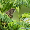 170606 baby 興味津々