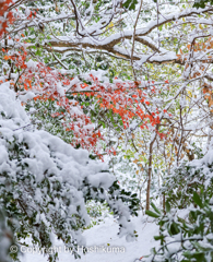 雪モミジ　⑤　20221224 