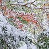 雪モミジ　⑤　20221224 