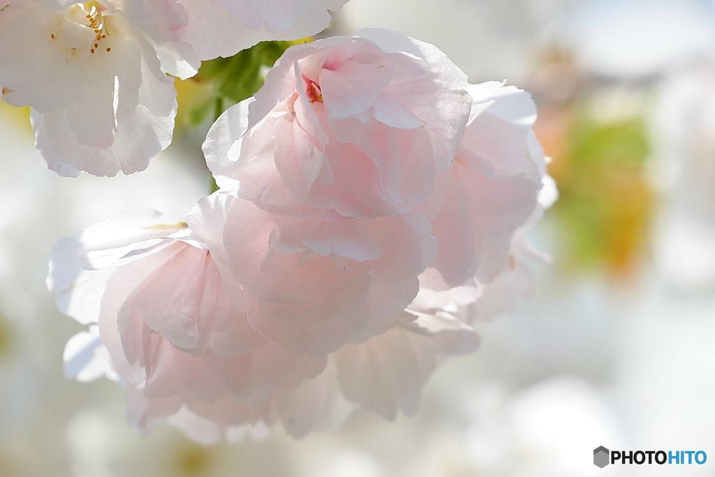 サクラ　sakura さくら