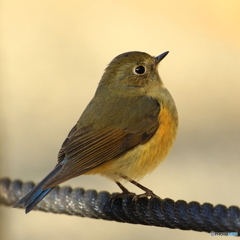 170208 ルリビタキ♀　蔵出し