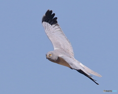 ハイイロチュウヒ・オス　②　190129