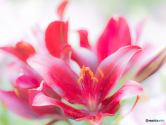 ユリの花220531
