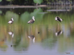 田圃のシギ達　④　200924