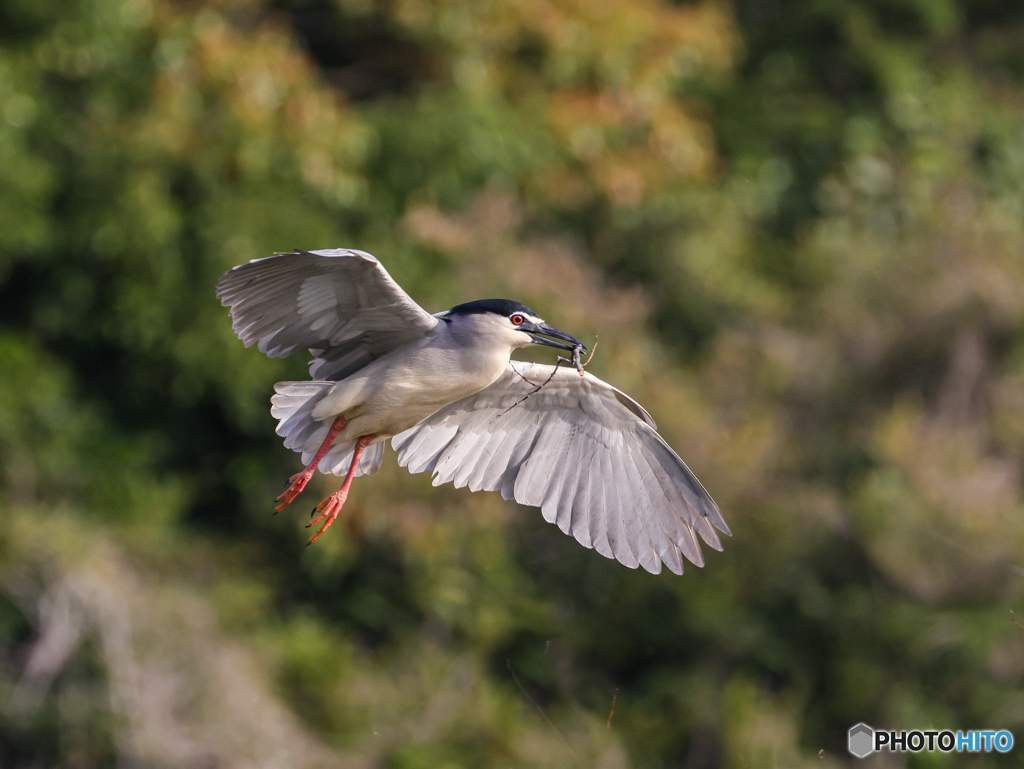 ゴイサギ　①　210402 