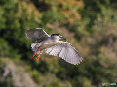 ゴイサギ　①　210402 