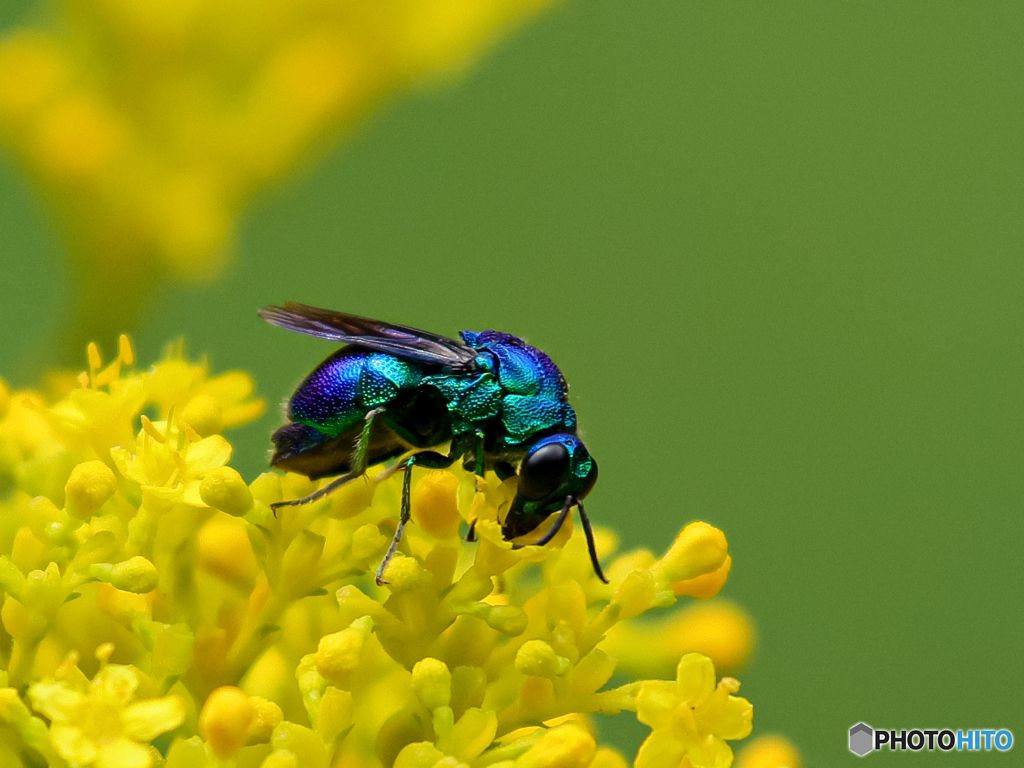 オオセイボウ　①　210822