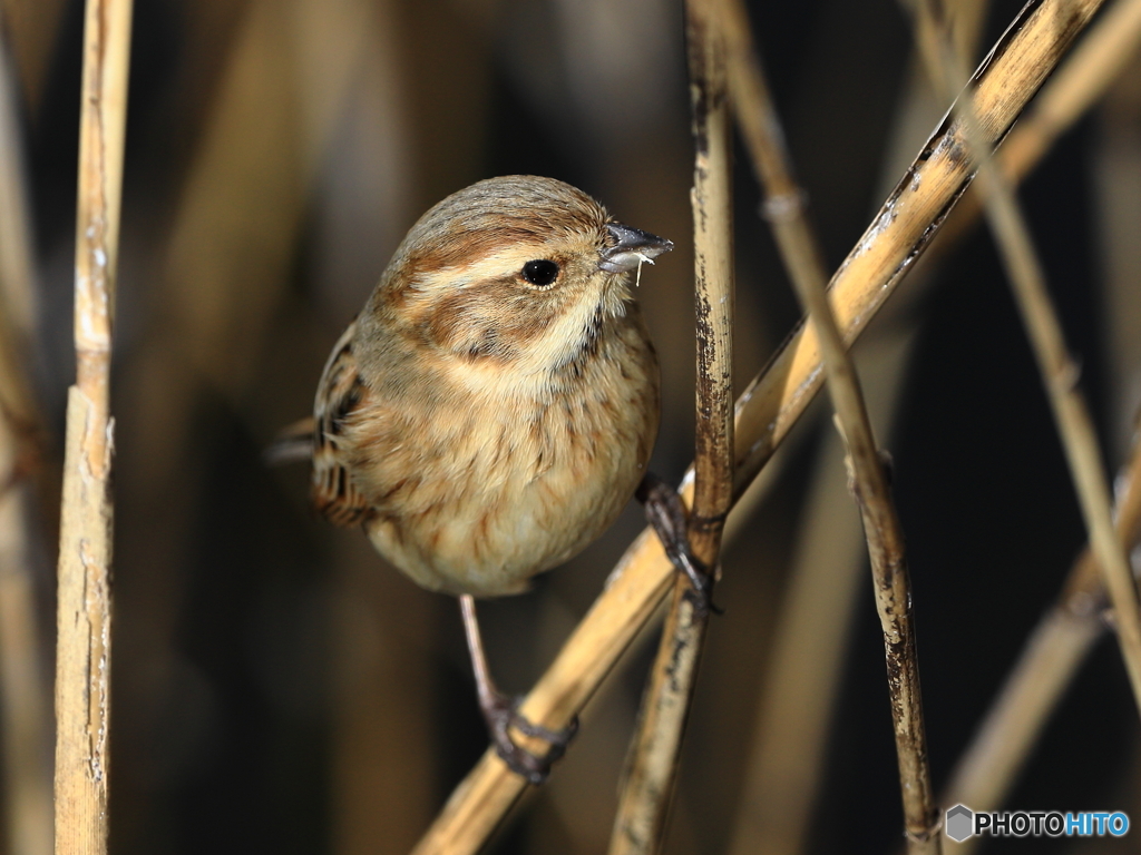 オオジュリン　③　200219 