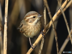 オオジュリン　③　200219 
