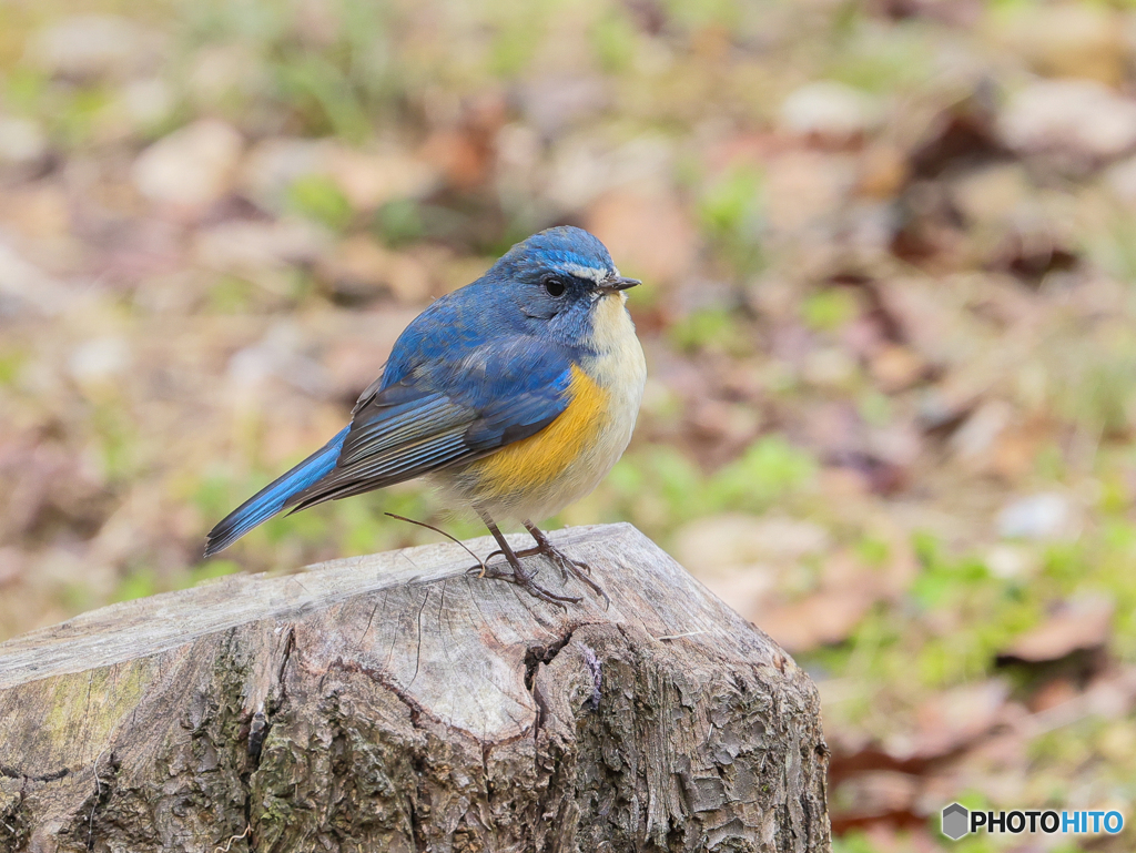 五目鳥撮り　④　210111