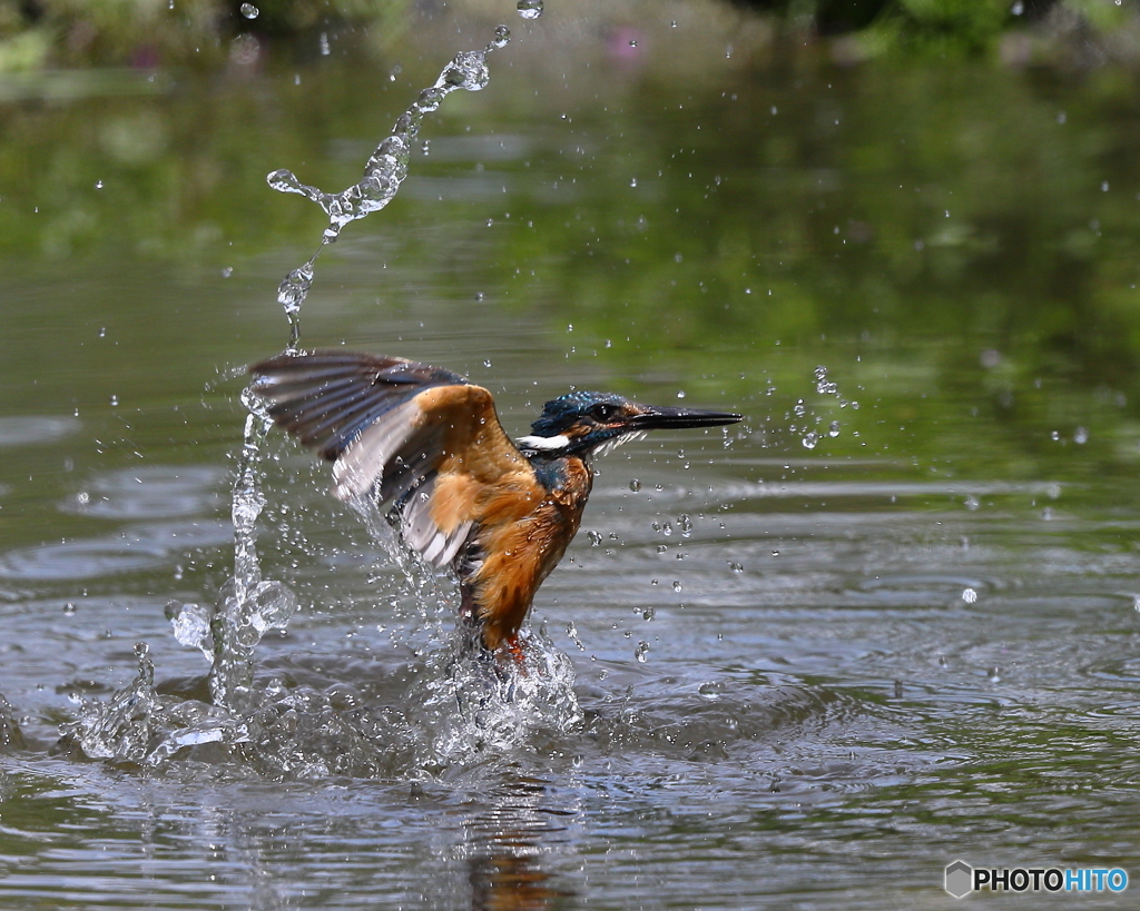 カワセミ　①　190806 