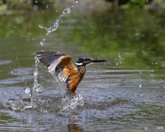 カワセミ　①　190806 