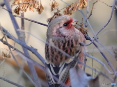 ベニマシコ　②　201203 