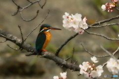 170405 桜と翡翠　サクカワ