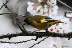 160403 サクヒワ？？