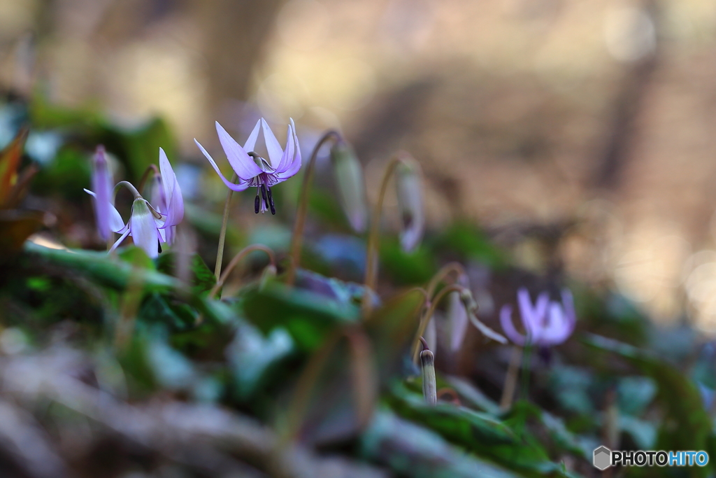 蔵出し　カタクリの花