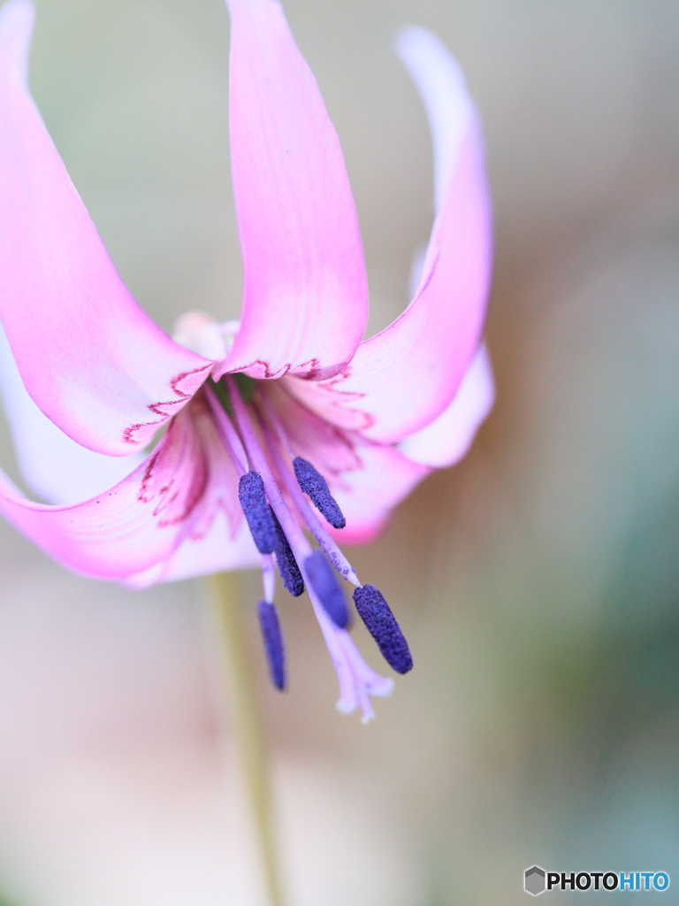 カタクリの花　④　200321 