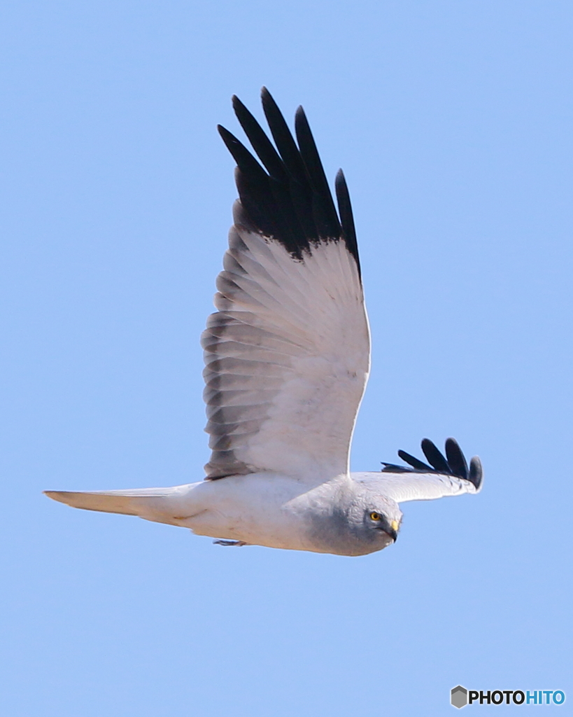 ハイイロチュウヒ・オス　③　190129