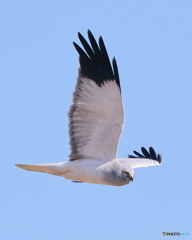 ハイイロチュウヒ・オス　③　190129