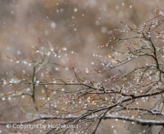 雪景色　②　20230127 