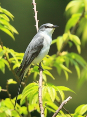 サンショウクイ　②　200429 