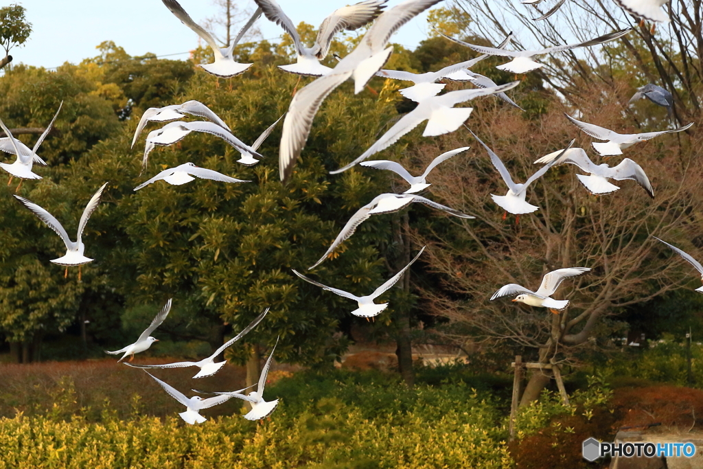 170119 ユリカモメ　弐