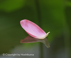 ハスの花　③　20230711 