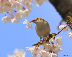 ニュウナイスズメ　②　190403