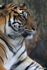 東山動物園の猛獣　190721