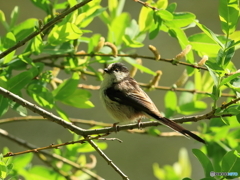 エナガ　③　200422 