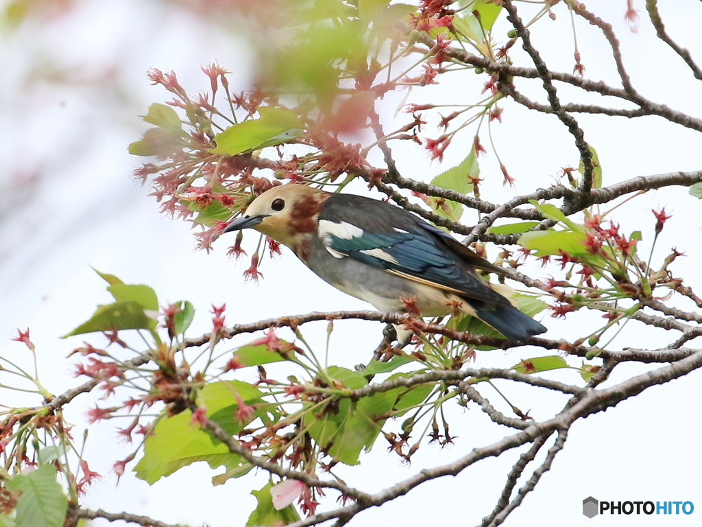 コムクドリ　④　200421 