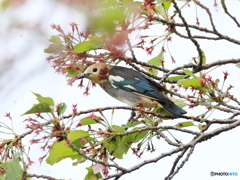 コムクドリ　④　200421 