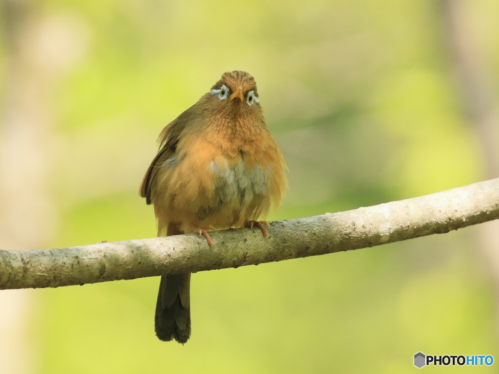 ガビチョウ　③　200425 