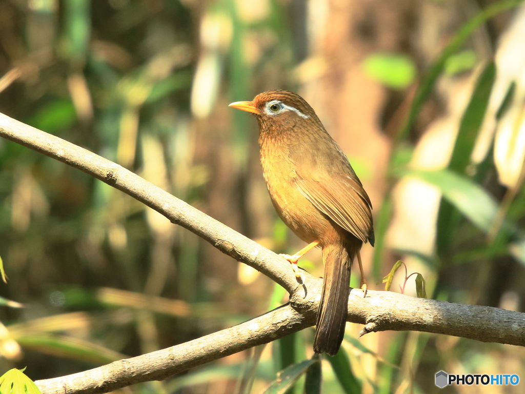 ガビチョウ　①　200425 