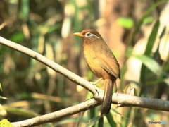 ガビチョウ　①　200425 