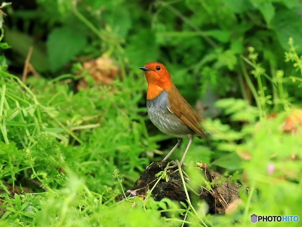 コマドリ　③　200421