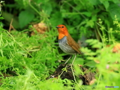 コマドリ　③　200421