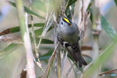 キクイタダキ　①　180208