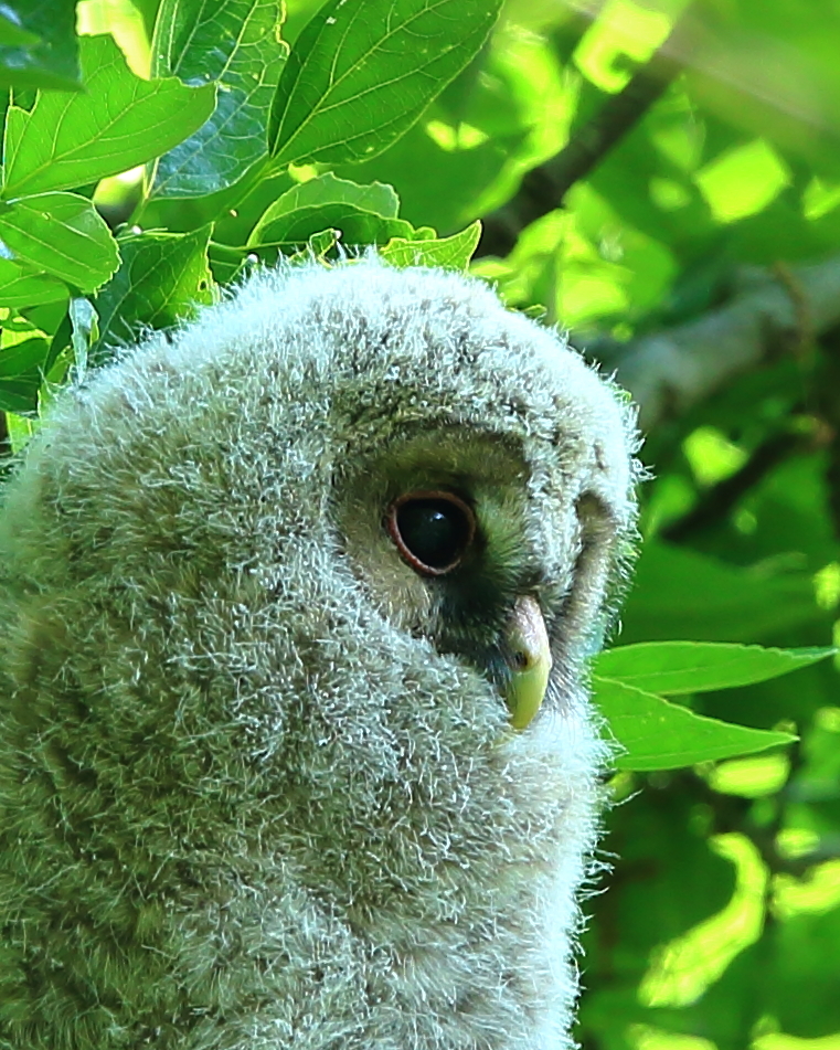 フクロウのヒナ　①　190516