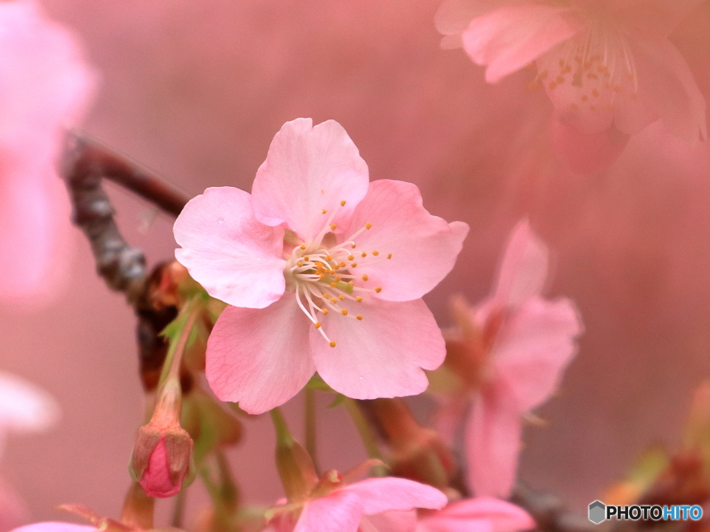 河津桜　①　200222
