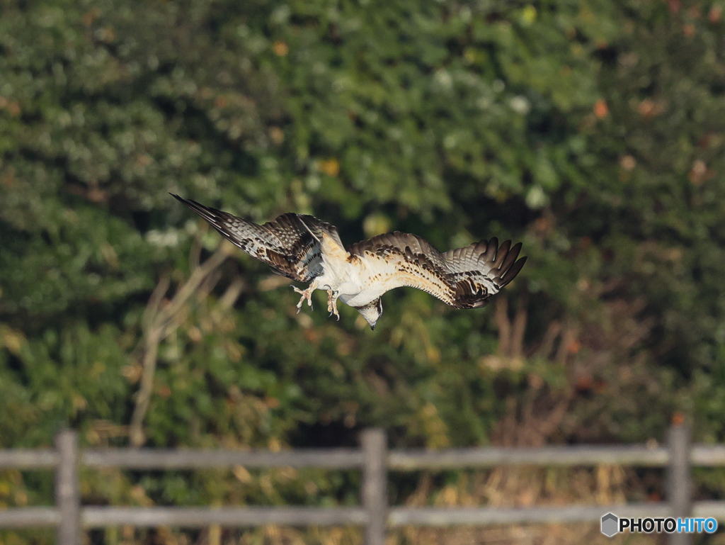 ミサゴ　①　210126 