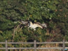 ミサゴ　①　210126 